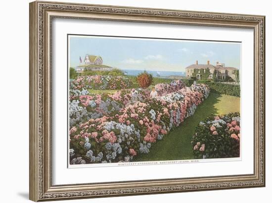 Hydrangeas, Nantucket, Massachusetts-null-Framed Art Print