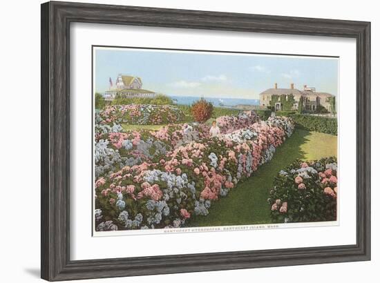 Hydrangeas, Nantucket, Massachusetts--Framed Art Print