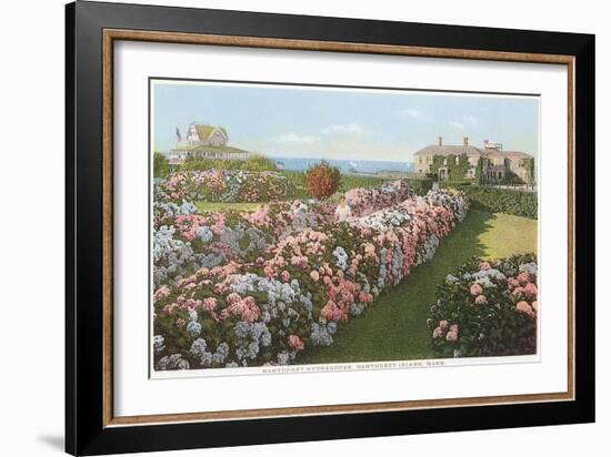 Hydrangeas, Nantucket, Massachusetts-null-Framed Art Print