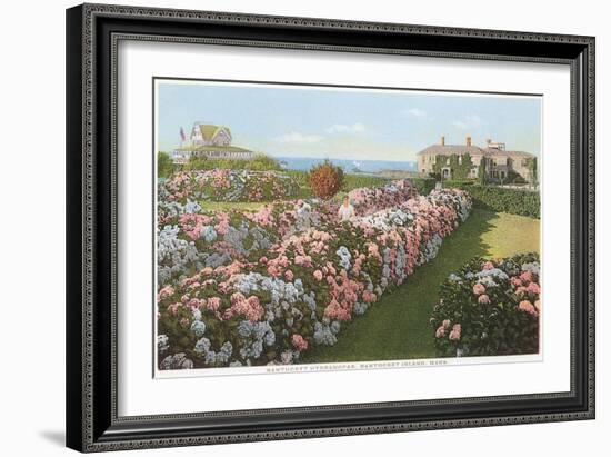 Hydrangeas, Nantucket, Massachusetts-null-Framed Art Print