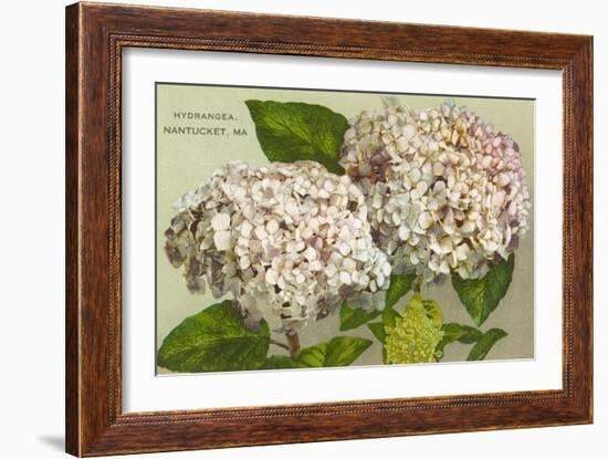 Hydrangeas, Nantucket, Massachusetts-null-Framed Premium Giclee Print