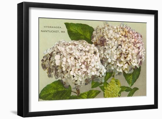 Hydrangeas, Nantucket, Massachusetts-null-Framed Premium Giclee Print