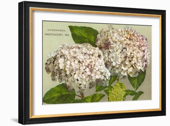 Hydrangeas, Nantucket, Massachusetts-null-Framed Premium Giclee Print