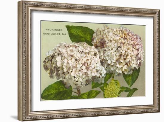 Hydrangeas, Nantucket, Massachusetts-null-Framed Art Print