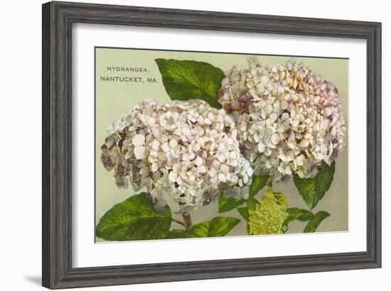 Hydrangeas, Nantucket, Massachusetts--Framed Art Print