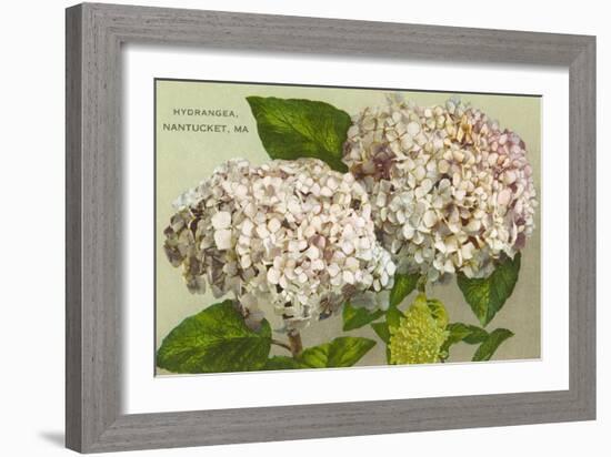 Hydrangeas, Nantucket, Massachusetts-null-Framed Art Print