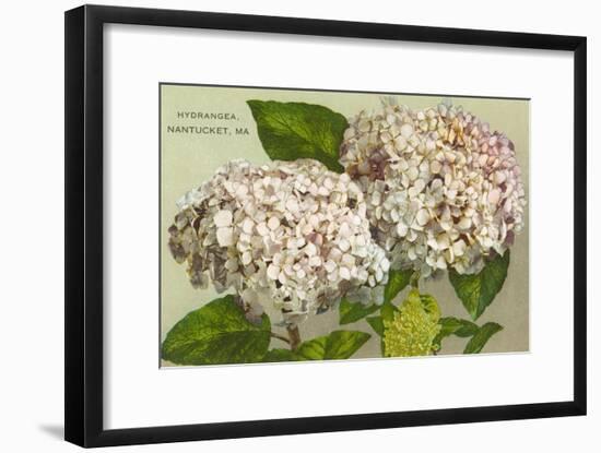 Hydrangeas, Nantucket, Massachusetts-null-Framed Art Print