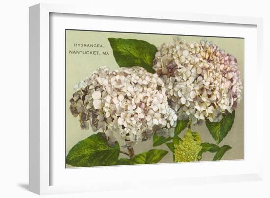 Hydrangeas, Nantucket, Massachusetts--Framed Art Print