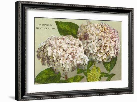 Hydrangeas, Nantucket, Massachusetts-null-Framed Art Print