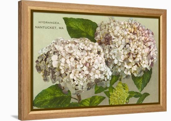 Hydrangeas, Nantucket, Massachusetts-null-Framed Stretched Canvas