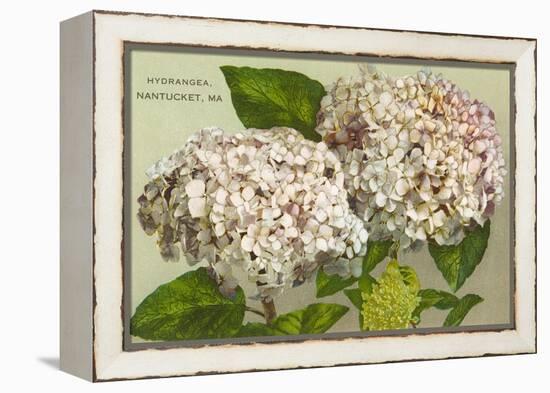 Hydrangeas, Nantucket, Massachusetts-null-Framed Stretched Canvas