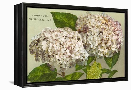 Hydrangeas, Nantucket, Massachusetts-null-Framed Stretched Canvas