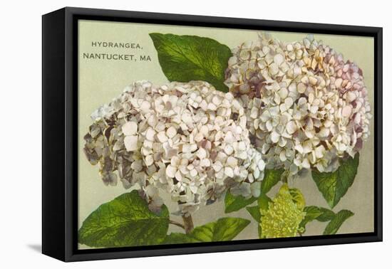 Hydrangeas, Nantucket, Massachusetts-null-Framed Stretched Canvas