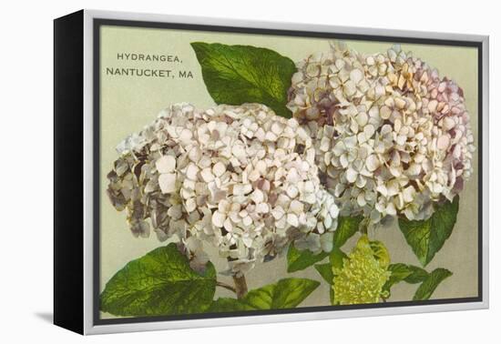 Hydrangeas, Nantucket, Massachusetts-null-Framed Stretched Canvas