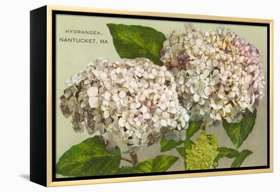 Hydrangeas, Nantucket, Massachusetts-null-Framed Stretched Canvas