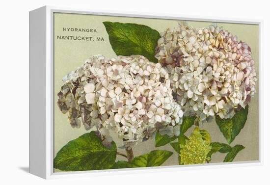 Hydrangeas, Nantucket, Massachusetts-null-Framed Stretched Canvas