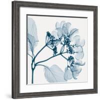 Hydrangeas - Positive (Left)-Steven N^ Meyers-Framed Giclee Print