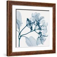 Hydrangeas - Positive (Left)-Steven N^ Meyers-Framed Giclee Print