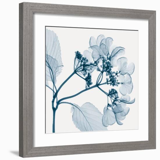 Hydrangeas - Positive (Left)-Steven N^ Meyers-Framed Giclee Print