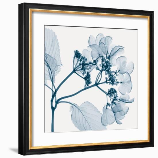 Hydrangeas - Positive (Left)-Steven N^ Meyers-Framed Giclee Print