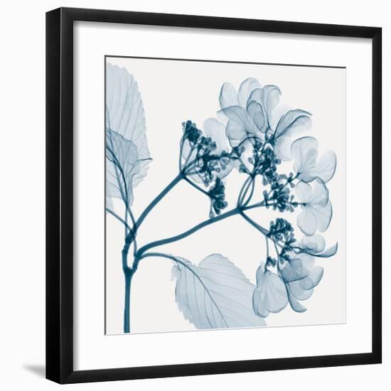 Hydrangeas - Positive (Left)-Steven N^ Meyers-Framed Giclee Print