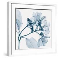 Hydrangeas - Positive (Left)-Steven N^ Meyers-Framed Giclee Print