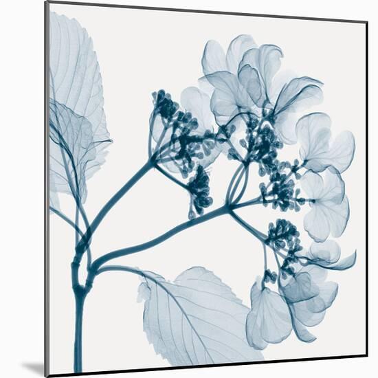 Hydrangeas - Positive (Left)-Steven N^ Meyers-Mounted Giclee Print