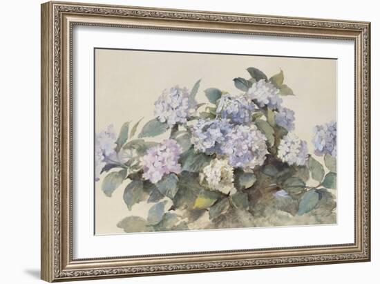 Hydrangeas-Madeleine Lemaire-Framed Art Print