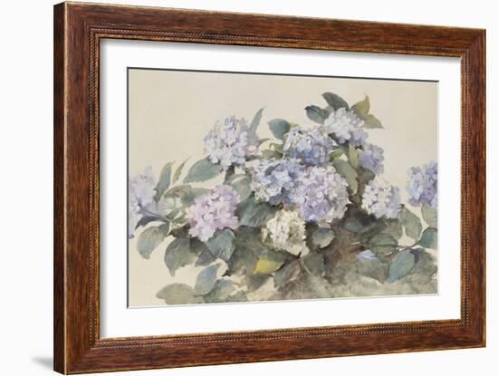 Hydrangeas-Madeleine Lemaire-Framed Art Print