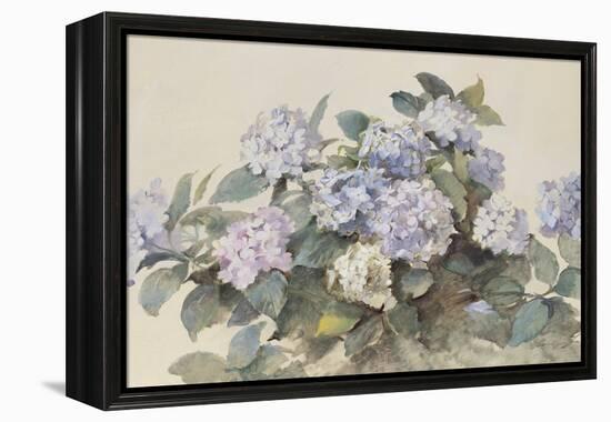 Hydrangeas-Madeleine Lemaire-Framed Stretched Canvas