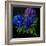 Hydrangeas-Pol Ledent-Framed Art Print