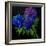 Hydrangeas-Pol Ledent-Framed Art Print