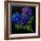 Hydrangeas-Pol Ledent-Framed Art Print