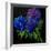 Hydrangeas-Pol Ledent-Framed Art Print