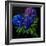 Hydrangeas-Pol Ledent-Framed Art Print