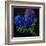 Hydrangeas-Pol Ledent-Framed Art Print