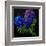 Hydrangeas-Pol Ledent-Framed Art Print