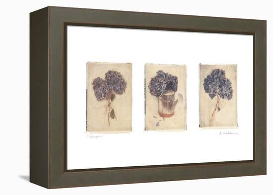 Hydrangeas-Amy Melious-Framed Stretched Canvas