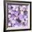 Hydranger Glory-Doug Chinnery-Framed Photographic Print