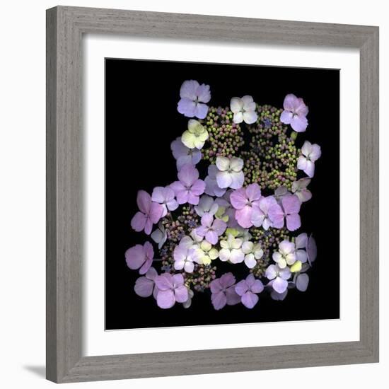 Hydranger-Doug Chinnery-Framed Photographic Print