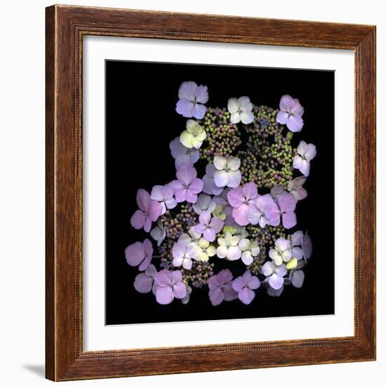 Hydranger-Doug Chinnery-Framed Photographic Print