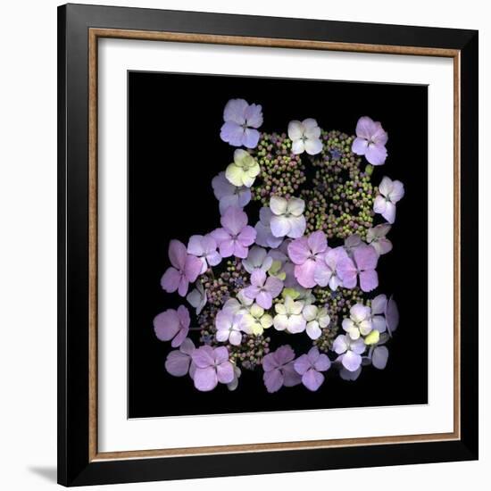 Hydranger-Doug Chinnery-Framed Photographic Print