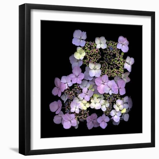 Hydranger-Doug Chinnery-Framed Photographic Print