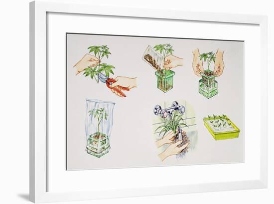 Hydroculture, Growing of Plants in a Soilless Medium or an Aquatic Based Environment-null-Framed Giclee Print