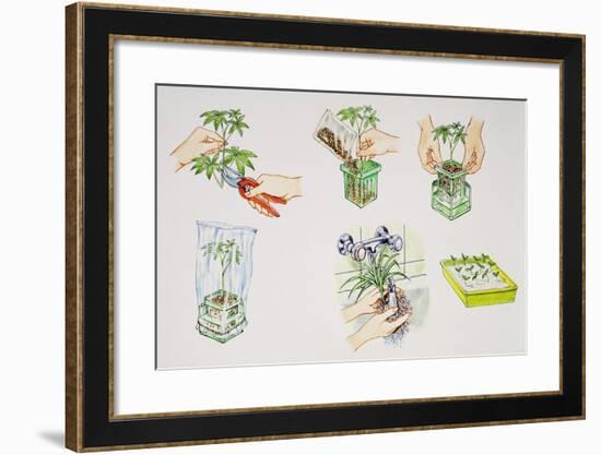 Hydroculture, Growing of Plants in a Soilless Medium or an Aquatic Based Environment-null-Framed Giclee Print