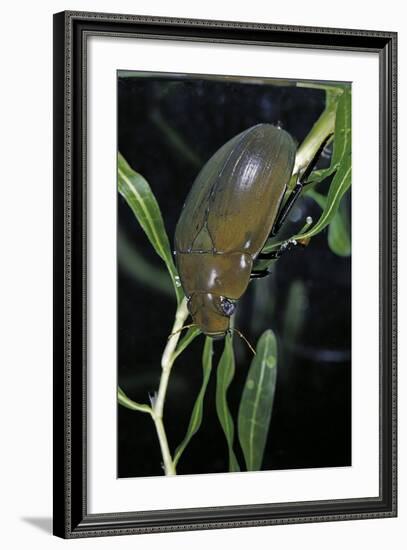 Hydrophilus Piceus (Great Silver Water Beetle)-Paul Starosta-Framed Photographic Print