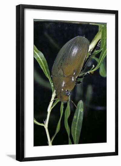 Hydrophilus Piceus (Great Silver Water Beetle)-Paul Starosta-Framed Photographic Print