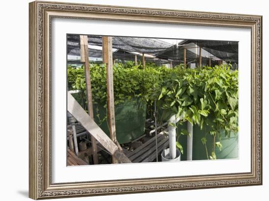 Hydroponic Waste Management System-Matthew Oldfield-Framed Photographic Print