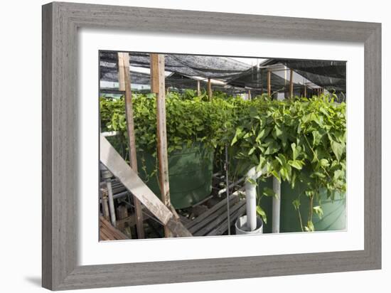 Hydroponic Waste Management System-Matthew Oldfield-Framed Photographic Print