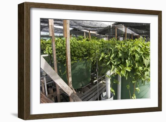 Hydroponic Waste Management System-Matthew Oldfield-Framed Photographic Print